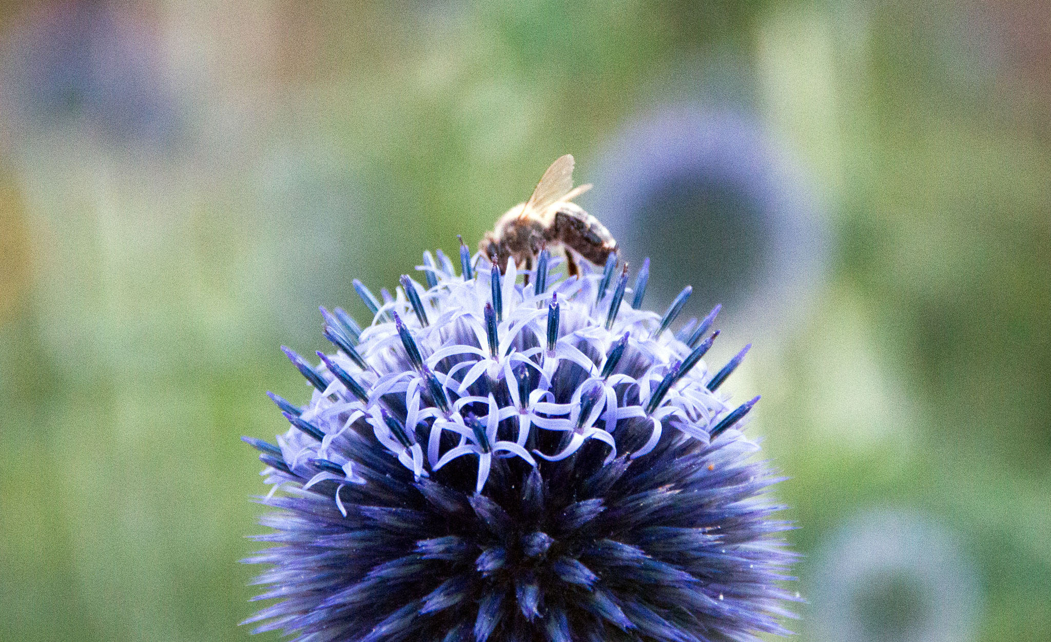2016-07-10-Insekt-Blume